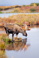 Moose Reflections