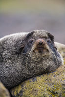 Rockin Seal