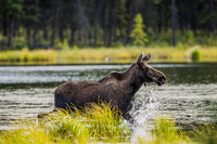 Summer Splashes