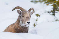 Snowface
