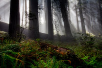 Mystical Redwoods