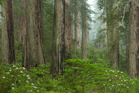 The Forest