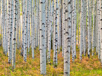 Among the Aspen