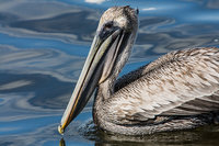 Majestic Pelican