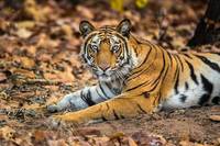 Resting Stripes