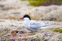 Hatchling on the Heath