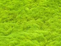 Moss
