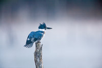 Count My Feathers