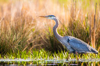 Great Blue Staulking