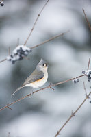 Tufting Out Winter