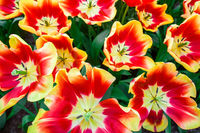Color Blast