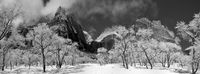 Ice Trees in Zion