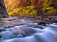 Canyon Yellows