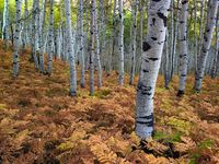 Within the Ferns