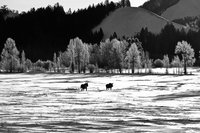 Moose on the Move