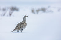 Winter Walk