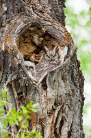 Owl's Heart