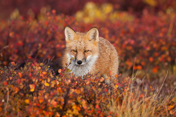 A red fox pauses play time for moment in the tundra foliage of Denali National Park. Little rest is in the future of this cute...