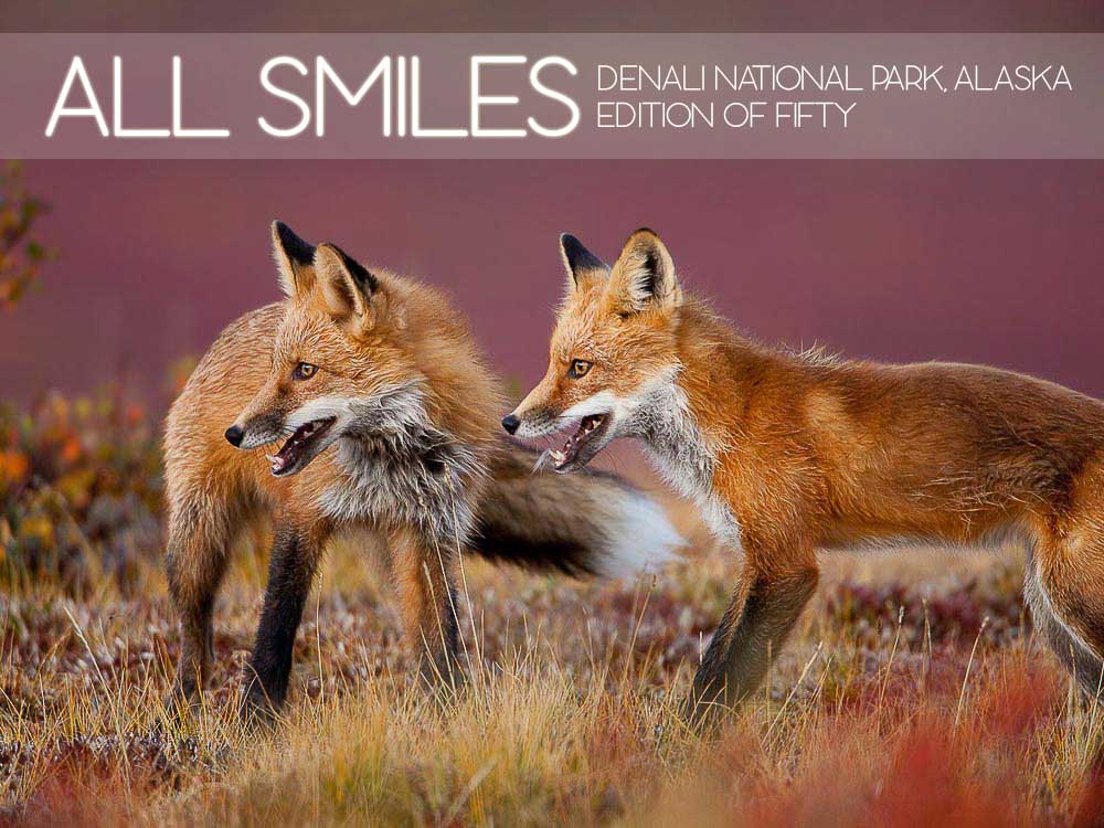 All Smiles, Denali National Park, Alaska, Fall, Redtail Fox, Tundra, wildlife, Horizontal, Red and Blue