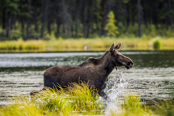 Splashing about in the freshwater lake a Denali cow moose enjoys a summer day searching the water for aquatic vegetation.