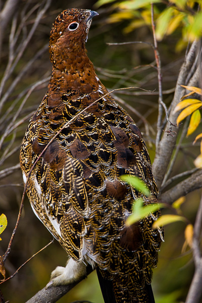 Willow ptarmigan hiding in the foliage working on keeping safe and feeding before the winter months.