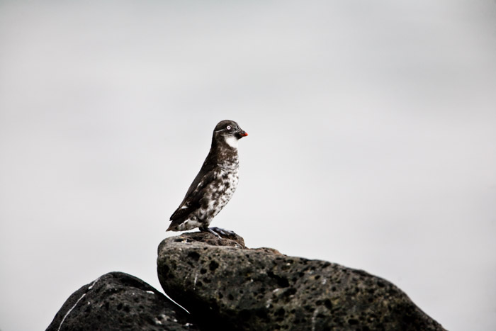Least Auklet perches on this rock blending into its environment.  Saint Paul is home to numerous sea birds.