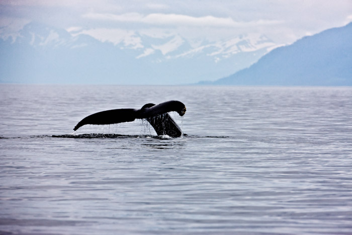 A Whale's Tale In the icy waters off Juneau the whale plunges and disappears to continue feeding before the migration.