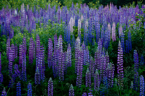 Lupine of the Canadian coast tell you that summer is here and she will impress you with all her colors and smells.