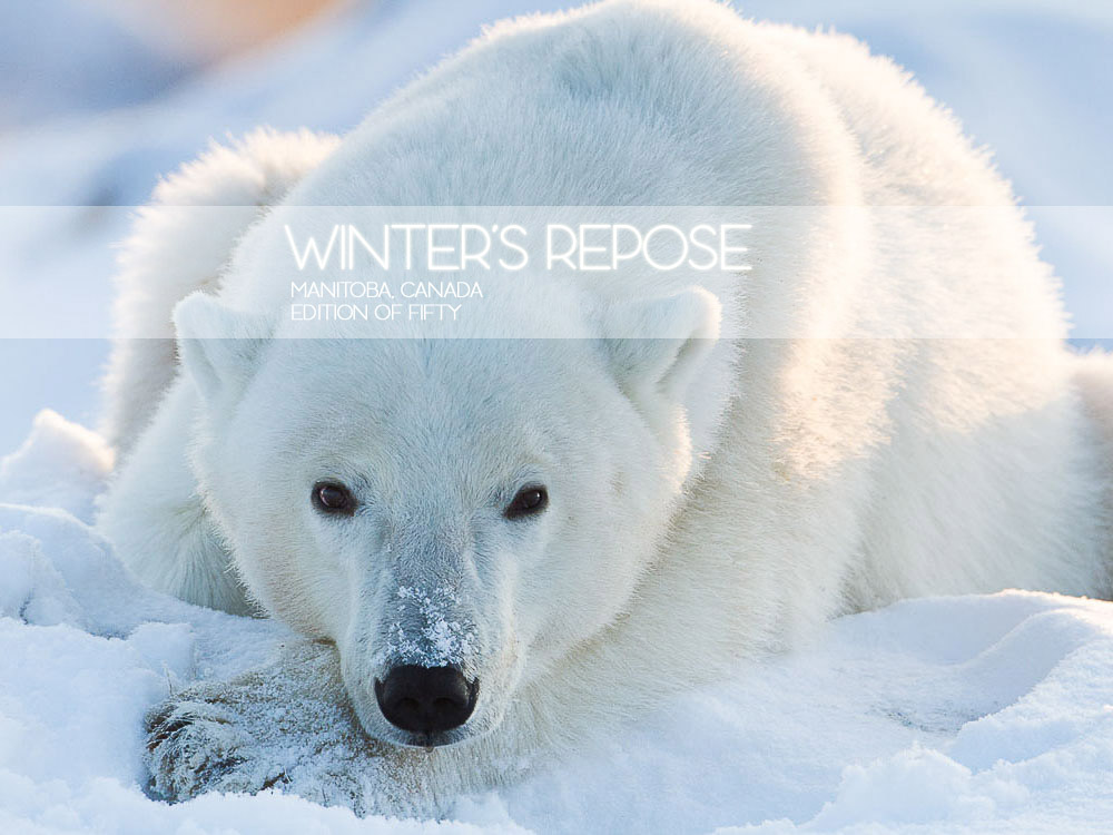 Winter's Repose, Manitoba, Canada, Ursus maritimus, blue, polar bear, white, wildlife, Horizontal