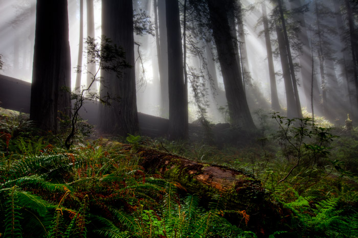 Morning sun rays shine through the redwood forest as the fog begins to break.