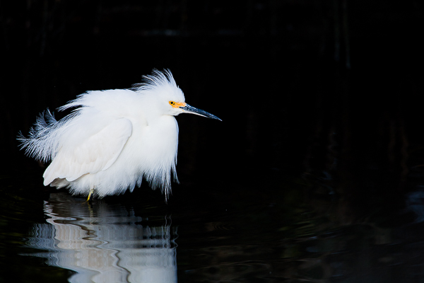 Snowy Egret in full plumage within the shadows.