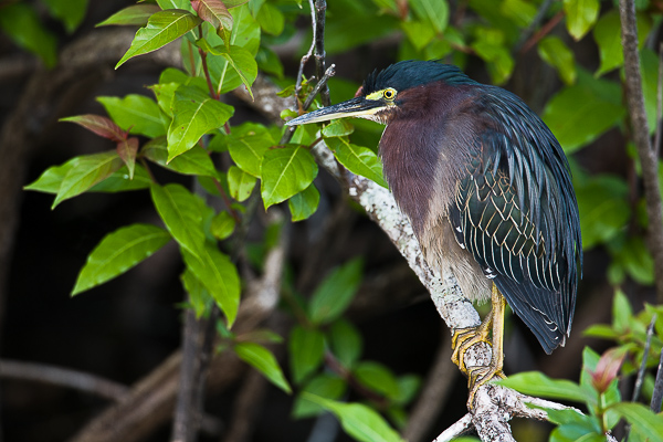 Tucked away into the swamp side bushes the Green Heron modestly shows off his plumage.