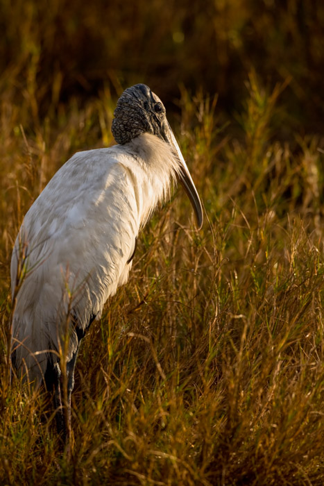 Wood Stork at first light pausing after a early breakfast.