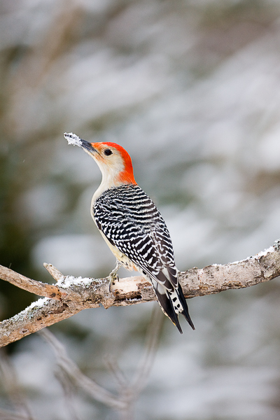 Tossing around in the snow has its consequences.   This snow beak Red-bellied Woodpecker gets ready to take flight.