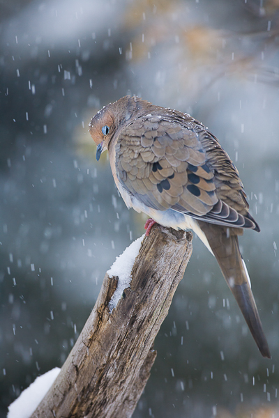 Mourning dove takes a rest during a snow storm.  Surviving the cold and snow these winged friends bring a smile to your face...