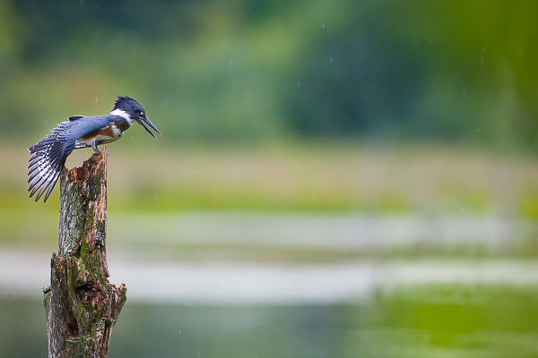 Poised ready for a dive this Belted Kingfisher is a keen hunter.