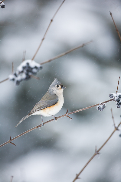 Tiny Tufted Titmouse toughs out the New England winters with bravo.
