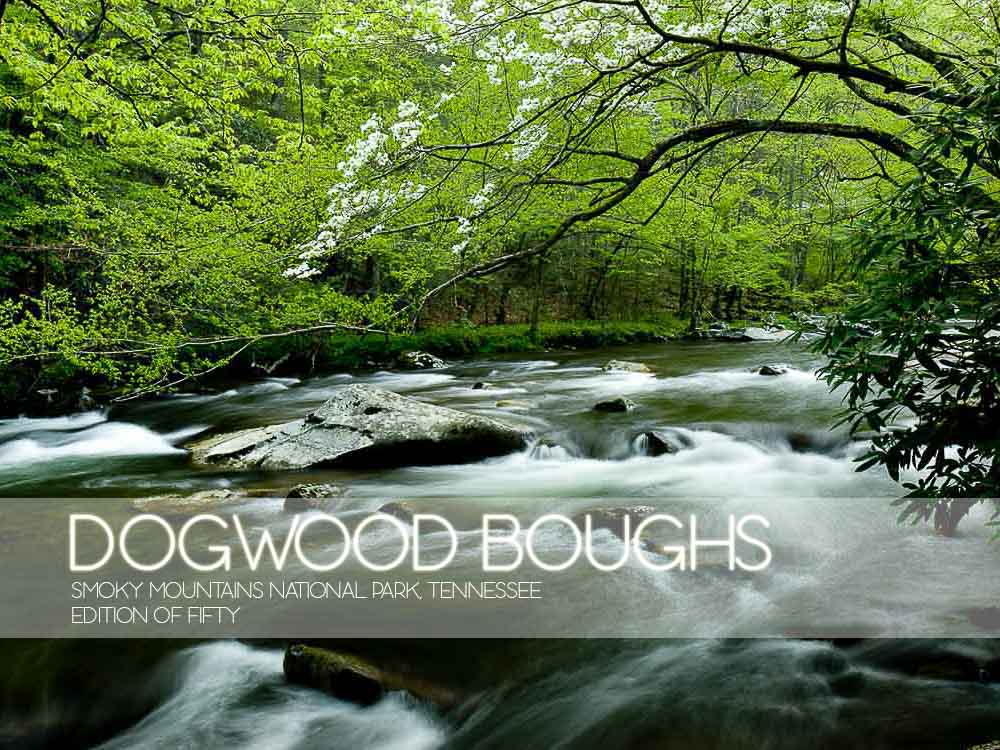 Dogwood Boughs