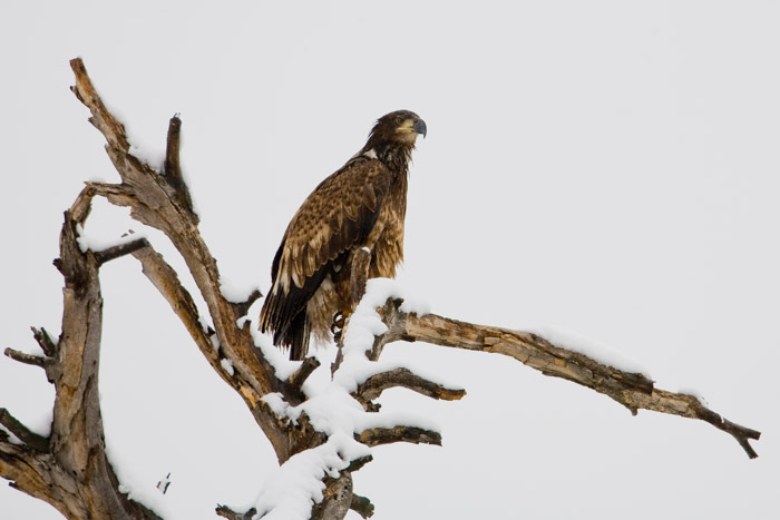 Zion has all sorts of year round inhabitants that call this place home.  This snow perched Bald Eagle searches the land for a...