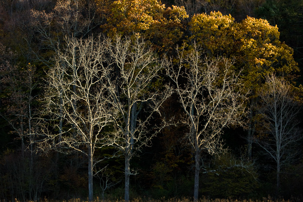 Last light highlights the trees in the rural areas of Virginia.
