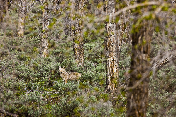 Coyote of Grand Teton National Park off on his morning hunt.