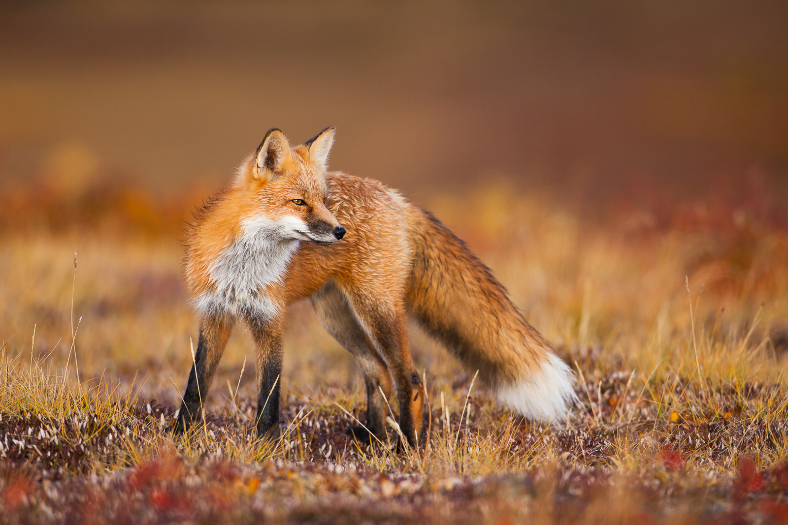 The one time of year that red fox blend in so well with their environment you would find it hard press to spot one in the tundra...