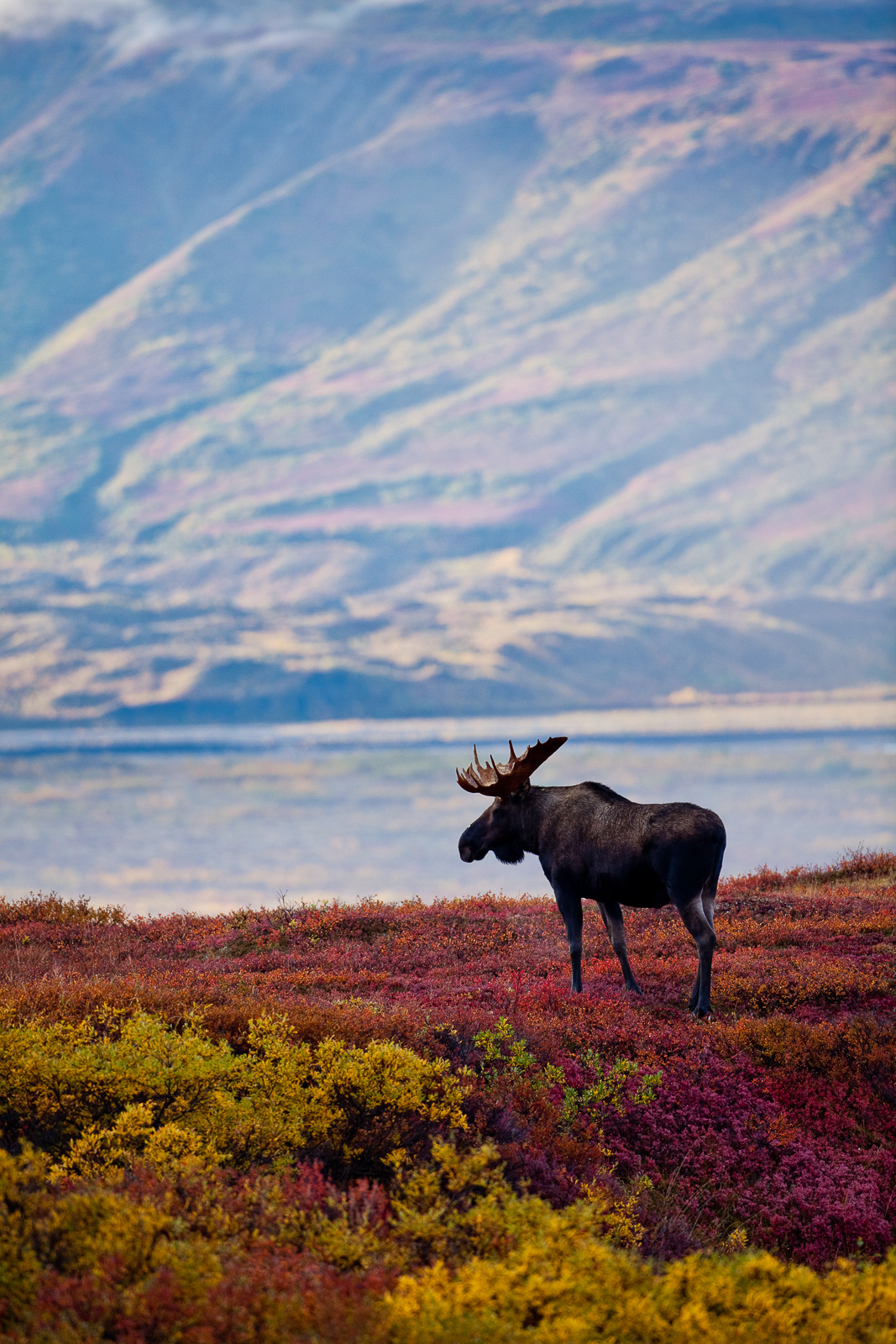 Colorful carpet decorates this moose's home in Denali National Park.