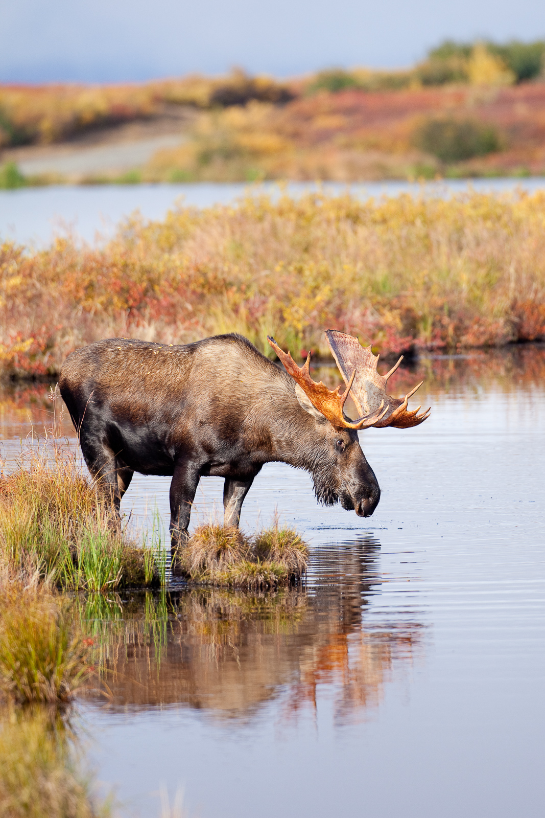 Fresh pond waters in the tundra make a savory drink for this moose and a chance to look into ones self in the mirror like reflections...