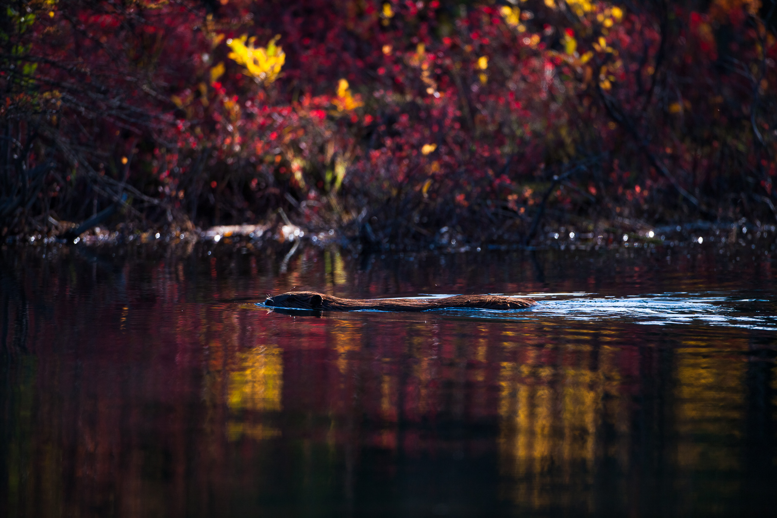 Busy as a beaver is especially meaningful up in Denali National Park.  The short season means no time is wasted as stockpiles...