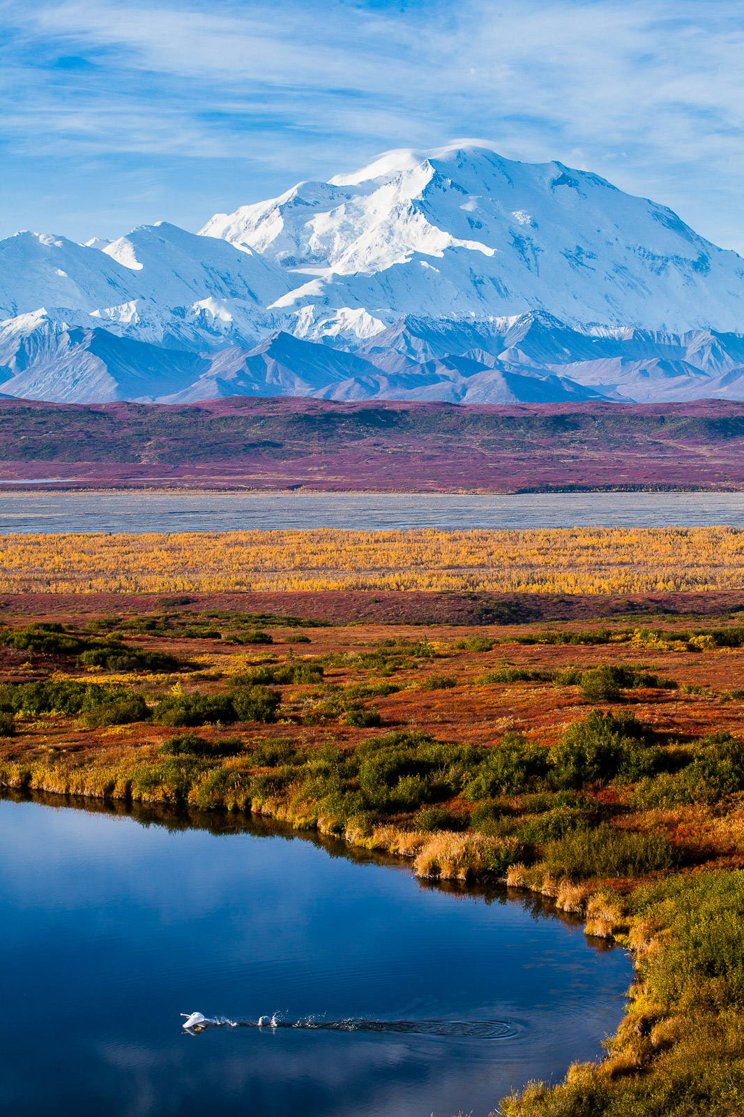 Trumpeter Swan takes flight from a small pond along the forefront of Mount McKinley. Alaska holds the largest number of breading...