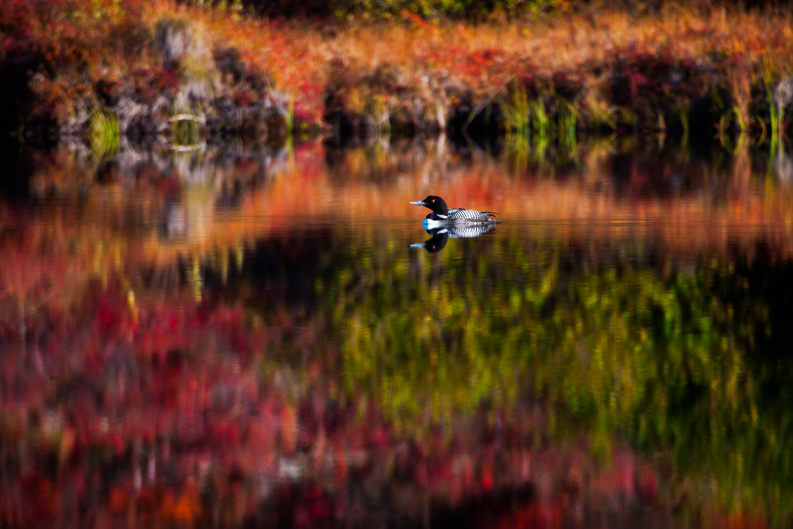 Loon pauses for a quiet moment in this tundra enshrouded pond during peak foliage.