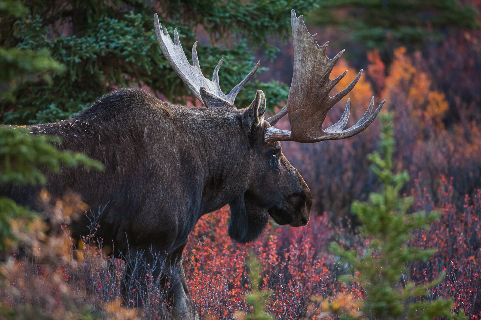 Walking among the firs during rut season has its own dangers.    This large moose checks out the territory in a part of Denali...