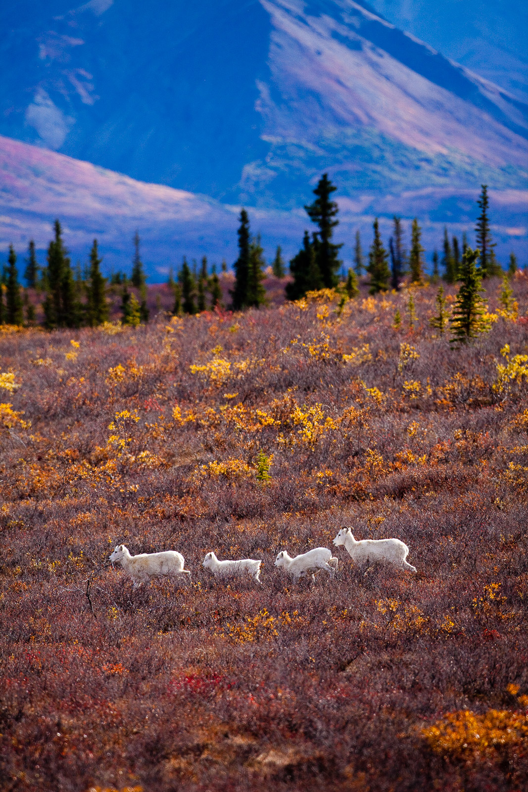 Dall sheep move quickly across the tundra.  Not a natural area of safety they instinctively keep a quick pace while in the low...