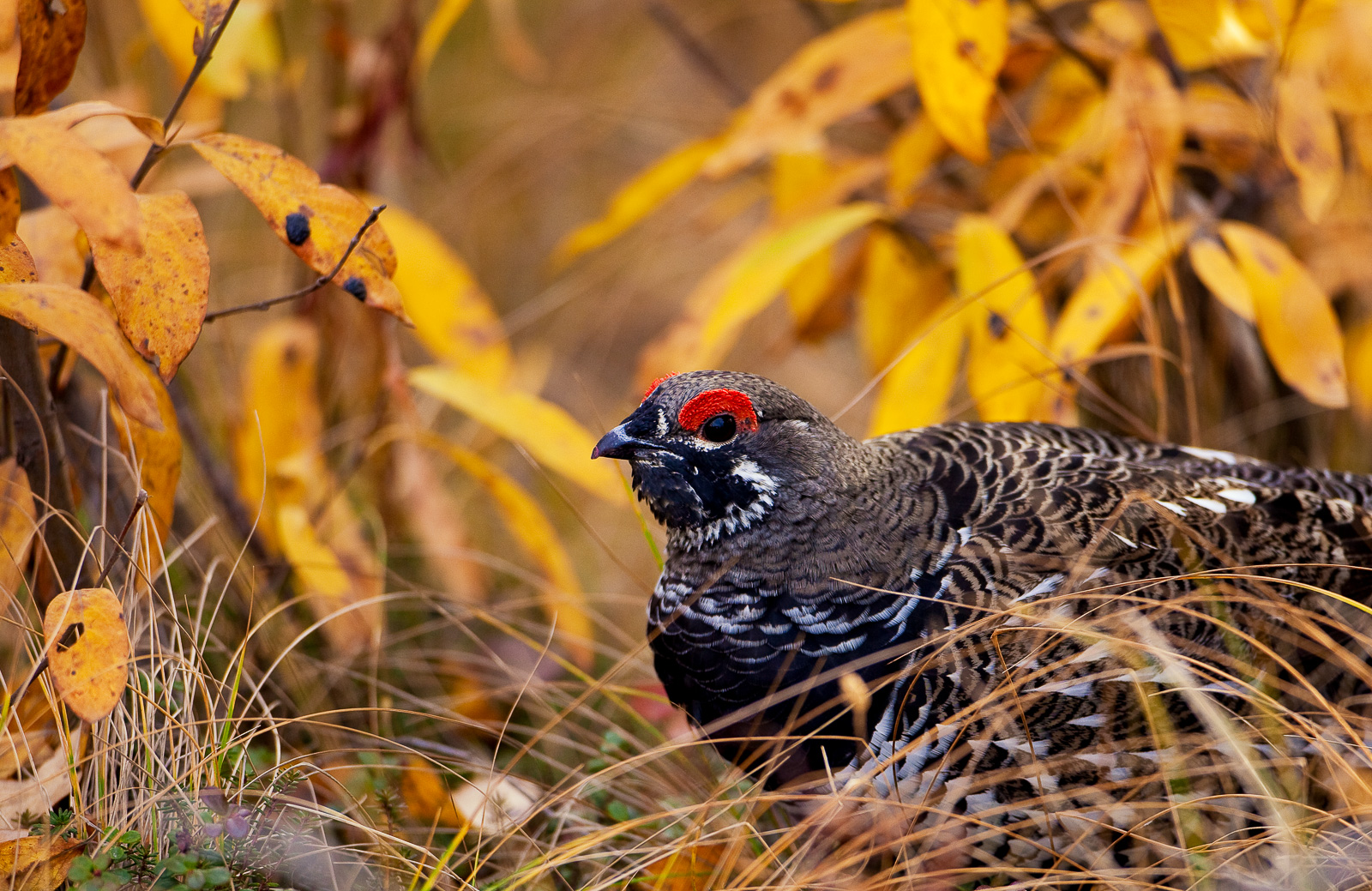 A spruce grouse hunkers down between its frantic autumn foraging as the nights grow longer and the days shorten.